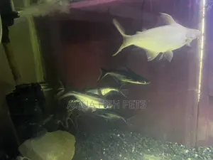 Oscar Fish