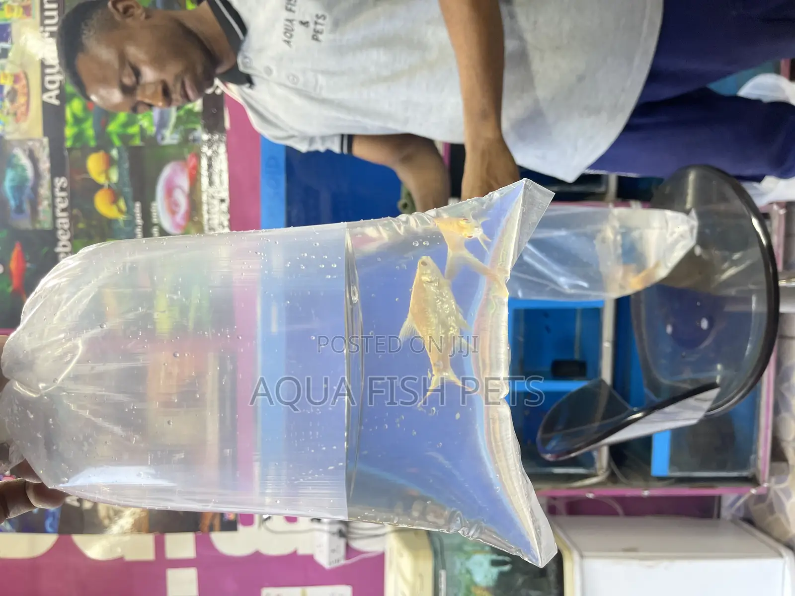 Oscar Fish
