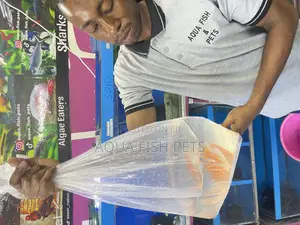 Oscar Fish