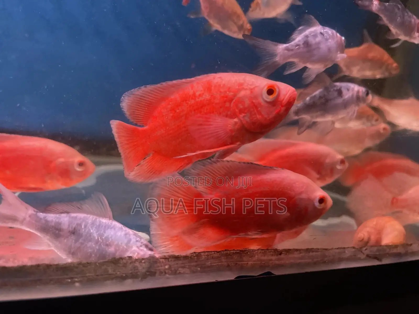 Oscar Fish