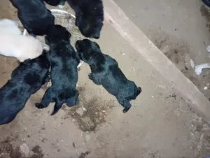 0-1 month Female Purebred Labrador Retriever