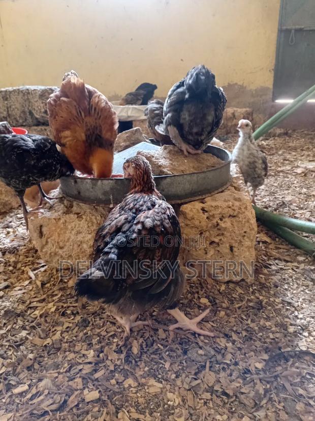 Vaccinated 8 Week Old Improved Kienyeji Chicks.