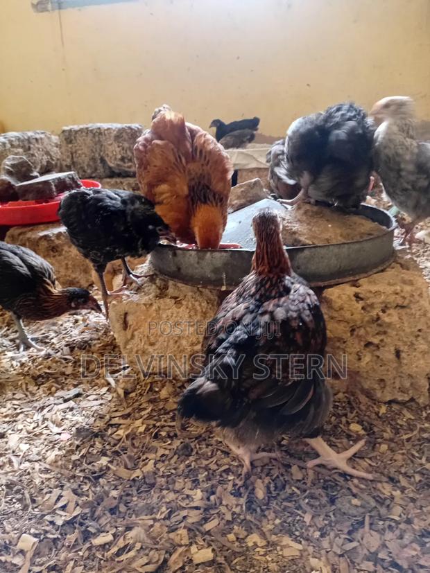 Vaccinated 8 Week Old Improved Kienyeji Chicks. - thumbnail 2