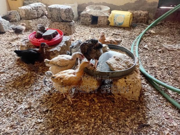 Vaccinated 8 Week Old Improved Kienyeji Chicks. - thumbnail 5