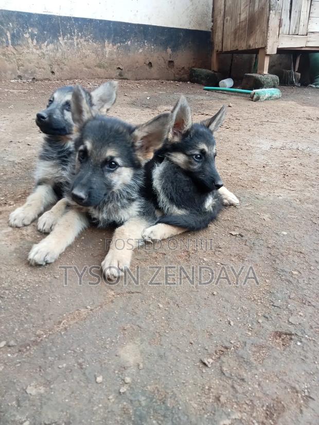 1-3 months Male Purebred German Shepherd - thumbnail 2