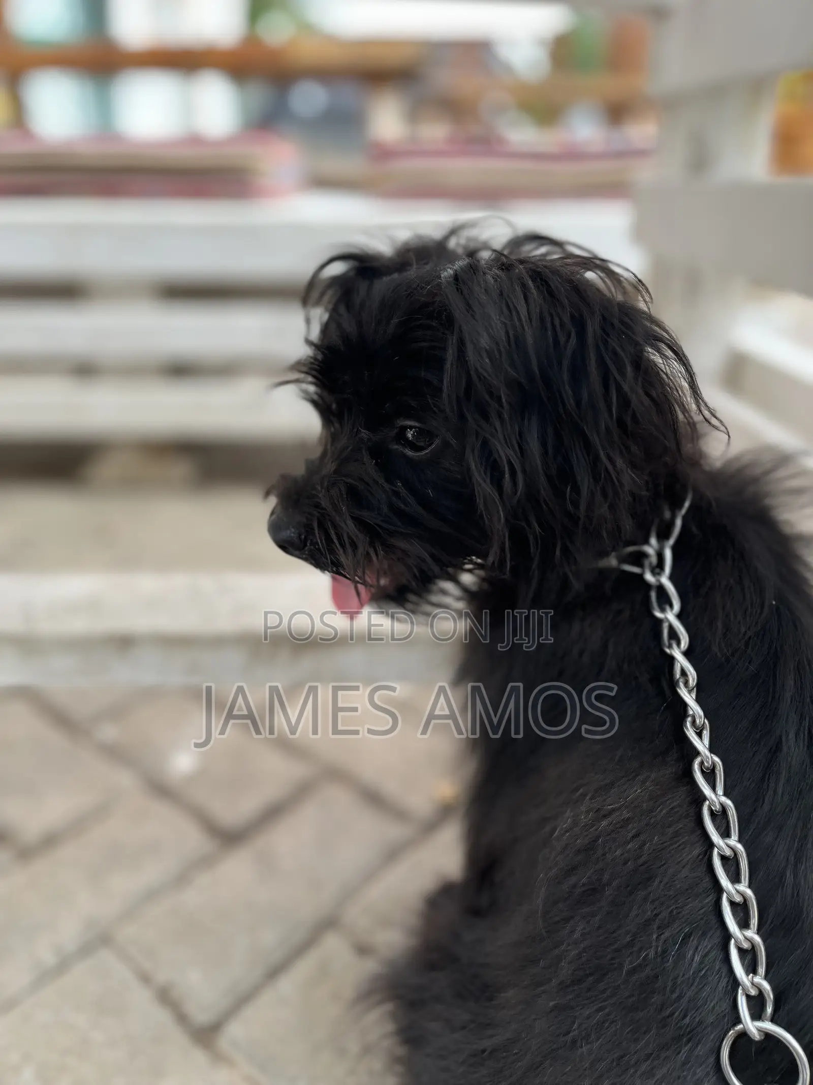 1+ year Male Mixed Breed Maltese
