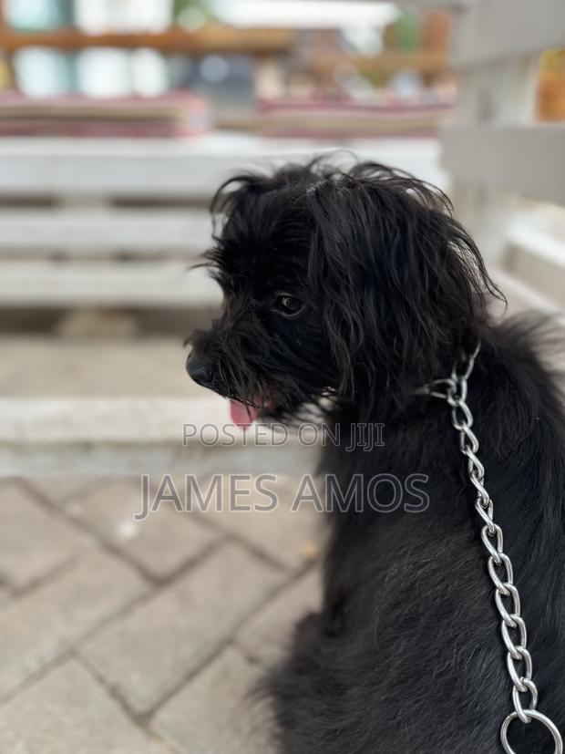 1+ year Male Mixed Breed Maltese - main view