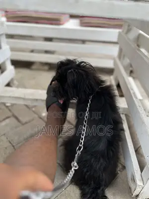 1+ year Male Mixed Breed Maltese