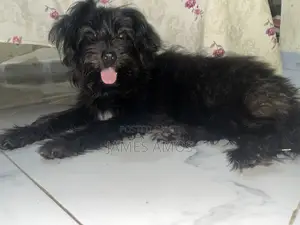 1+ year Male Mixed Breed Maltese