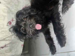 1+ year Male Mixed Breed Maltese