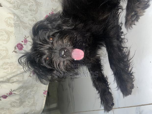 1+ year Male Mixed Breed Maltese - thumbnail 5
