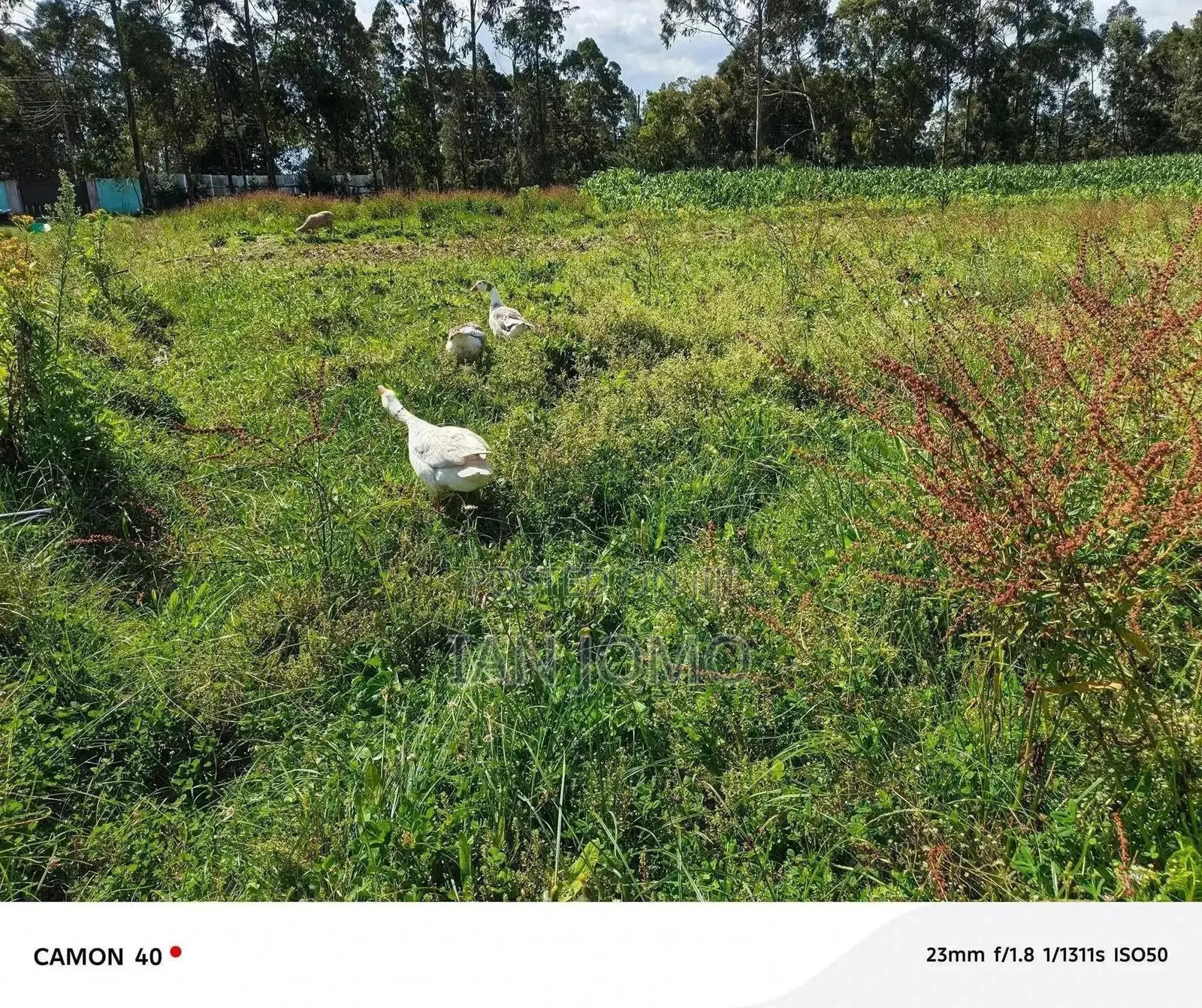 Prime 5 Acres Land Along the Ndunyu Njeru Road, Kinangop. Has Water.