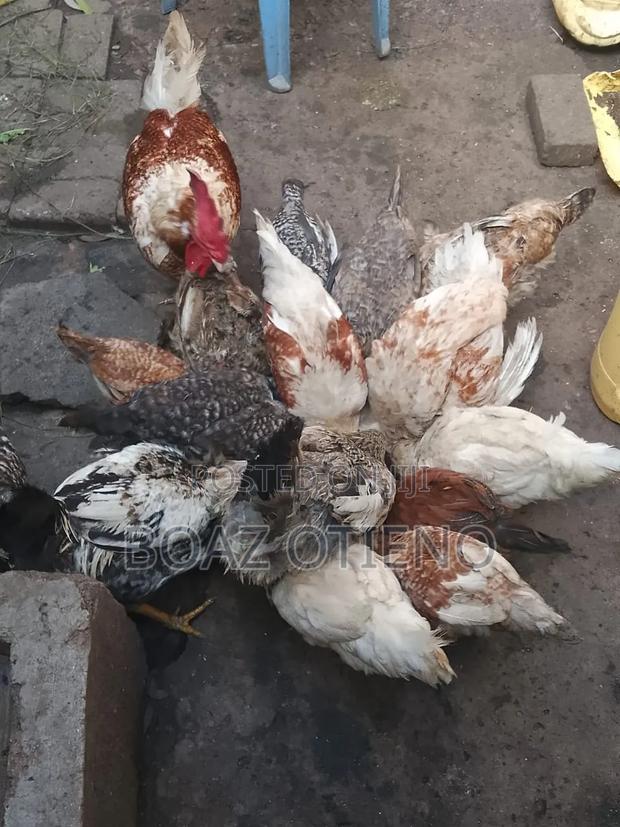 Kienyeji Chicken - thumbnail 2