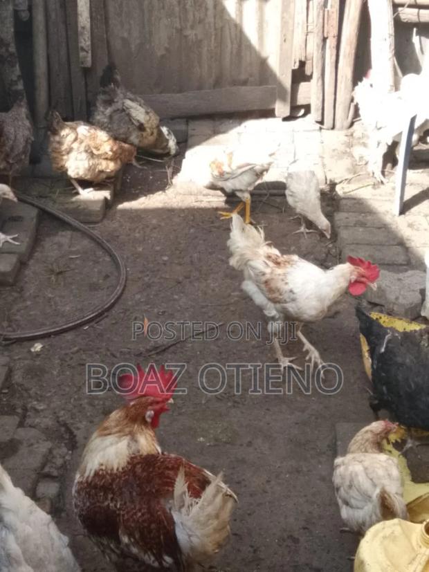 Kienyeji Chicken - thumbnail 3
