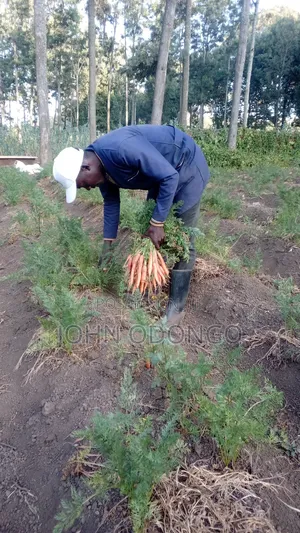 Crop Officer/Crop Expert
