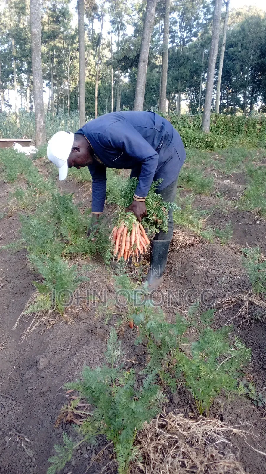 Crop Officer/Crop Expert