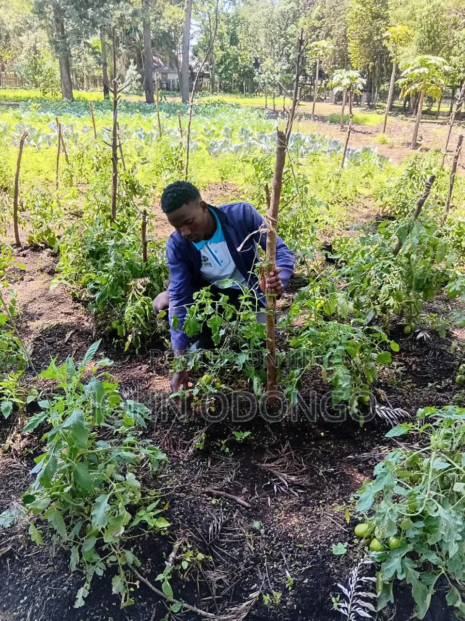 Crop Officer/Crop Expert