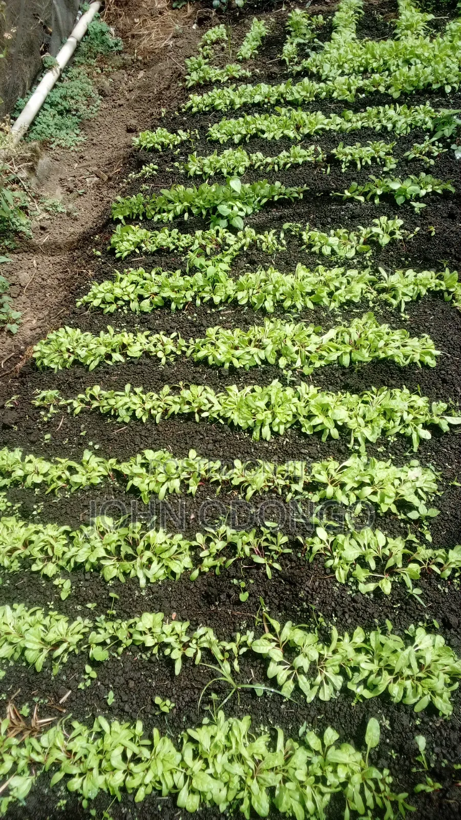 Crop Officer/Crop Expert