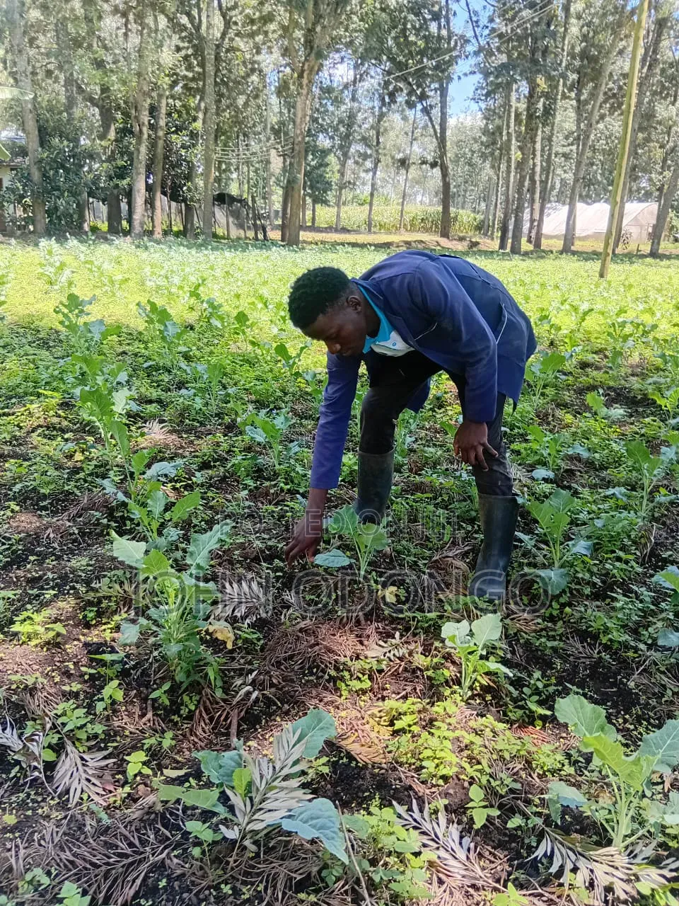 Crop Officer/Crop Expert