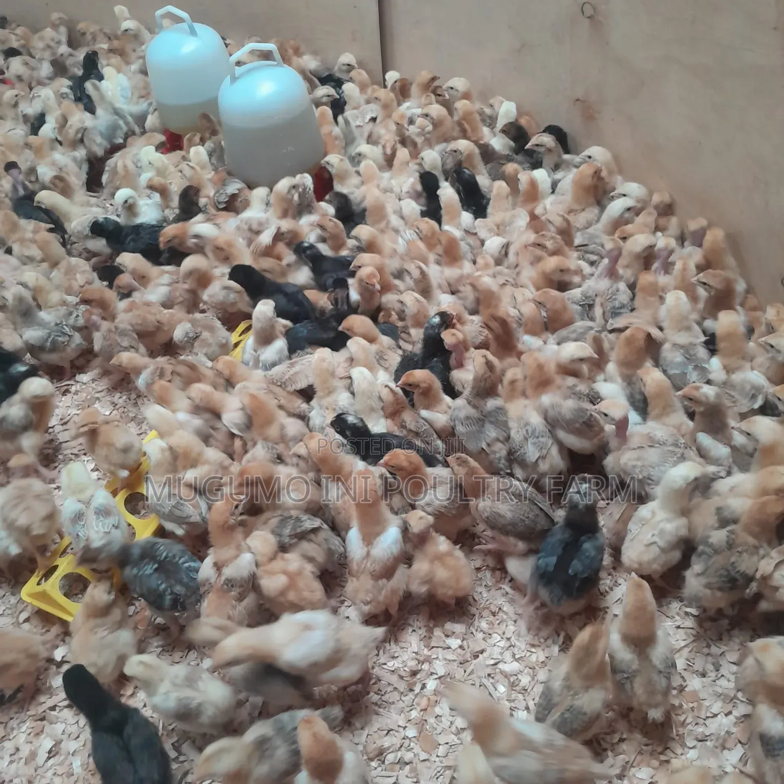2weeks Chicks