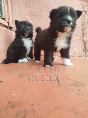 1-3 months Female Mixed Breed Maltese
