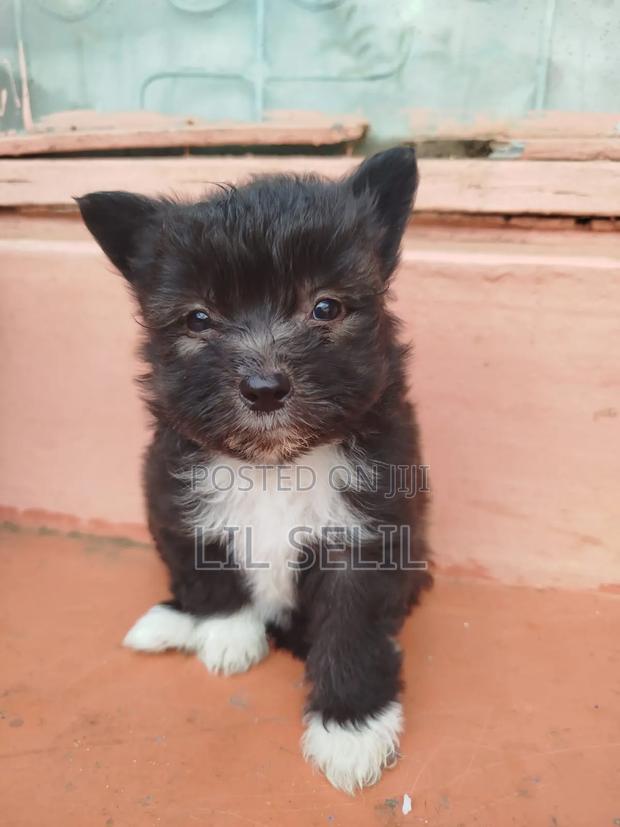 1-3 months Female Mixed Breed Maltese - thumbnail 2