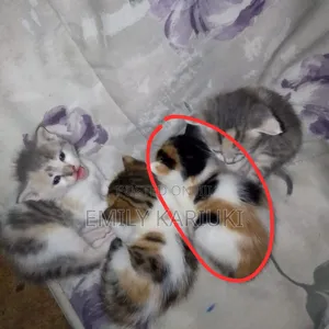 1-3 months Female Mixed Breed American Shorthair