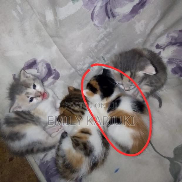 1-3 months Female Mixed Breed American Shorthair