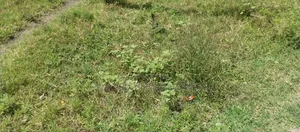 Prime Residential Land for Sale in Syokimau