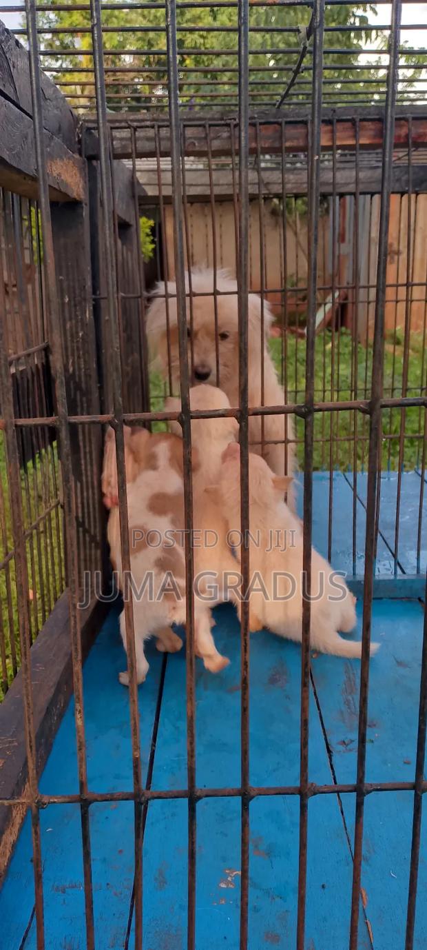 1-3 months Male Mixed Breed Maltese