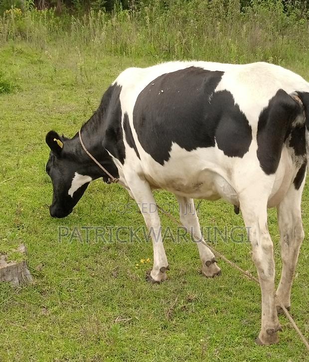 Freshian Cow - main view