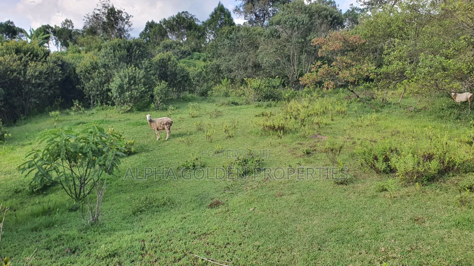 Quick Sale 1 Acrea Near Mt Kenya
