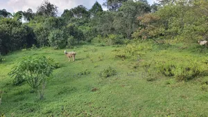 Quick Sale 1 Acrea Near Mt Kenya