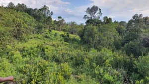 Quick Sale 1 Acrea Near Mt Kenya