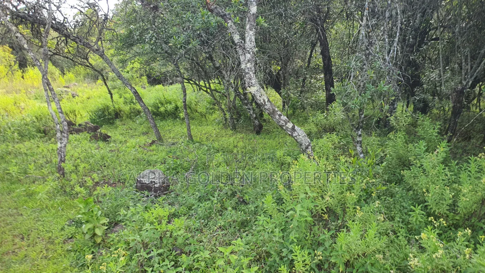 Quick Sale 1 Acrea Near Mt Kenya