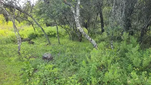 Quick Sale 1 Acrea Near Mt Kenya