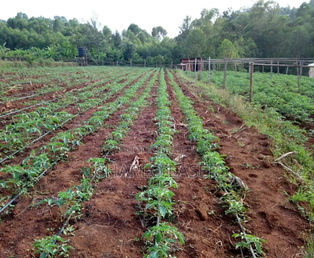 Assistant Farmer
