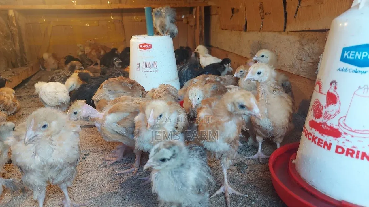 1 Month Old Improved Kienyeji Chicks
