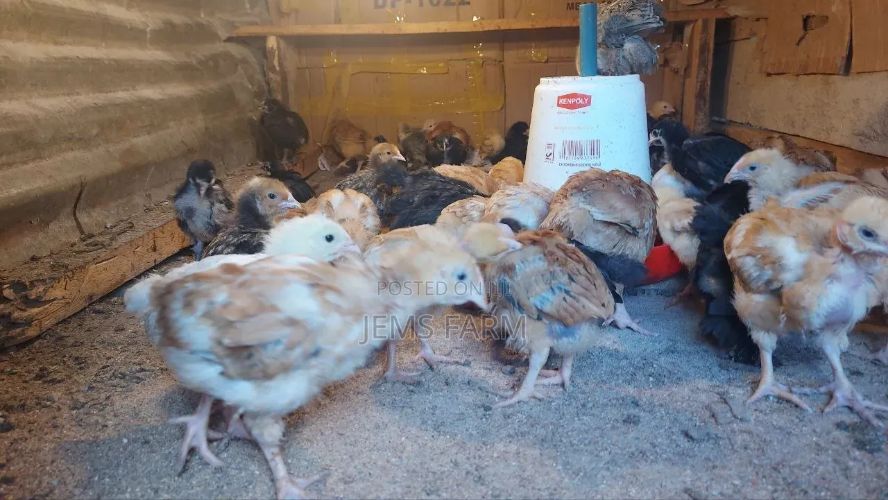 1 Month Old Improved Kienyeji Chicks
