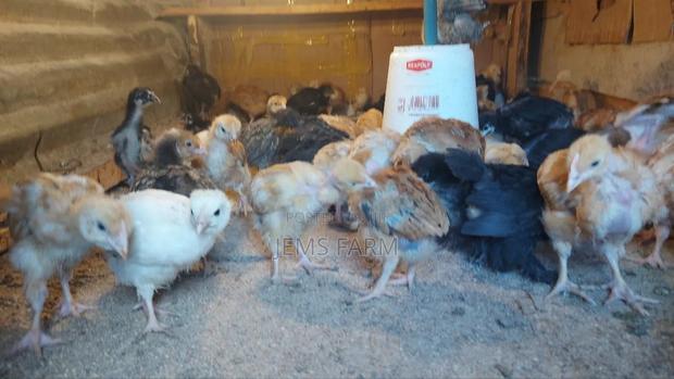 1 Month Old Improved Kienyeji Chicks - thumbnail 4
