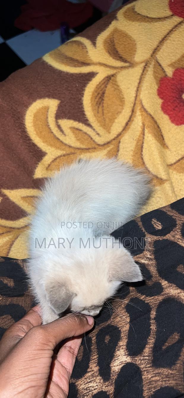 1-3 months Female Mixed Breed Persian