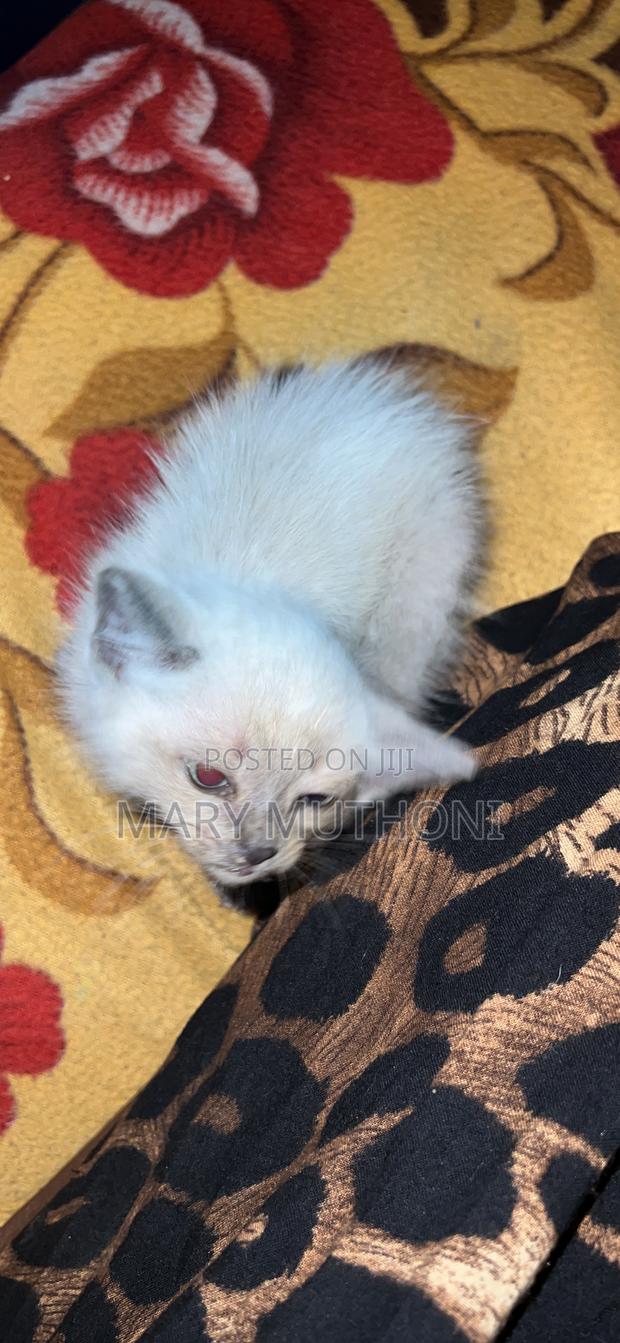 1-3 months Female Mixed Breed Persian - thumbnail 2
