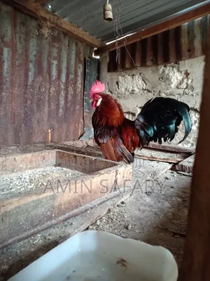 Serema Chicken for Sell