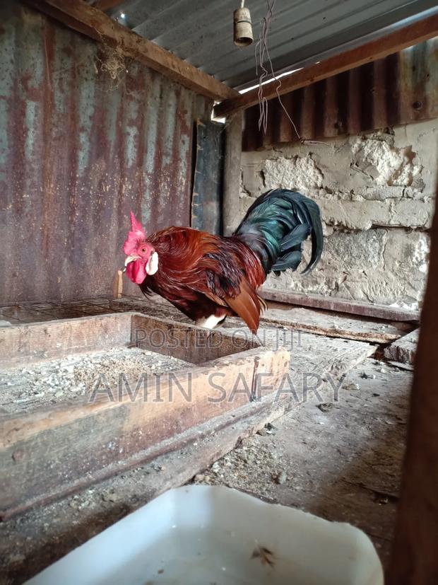 Serema Chicken for Sell - thumbnail 2