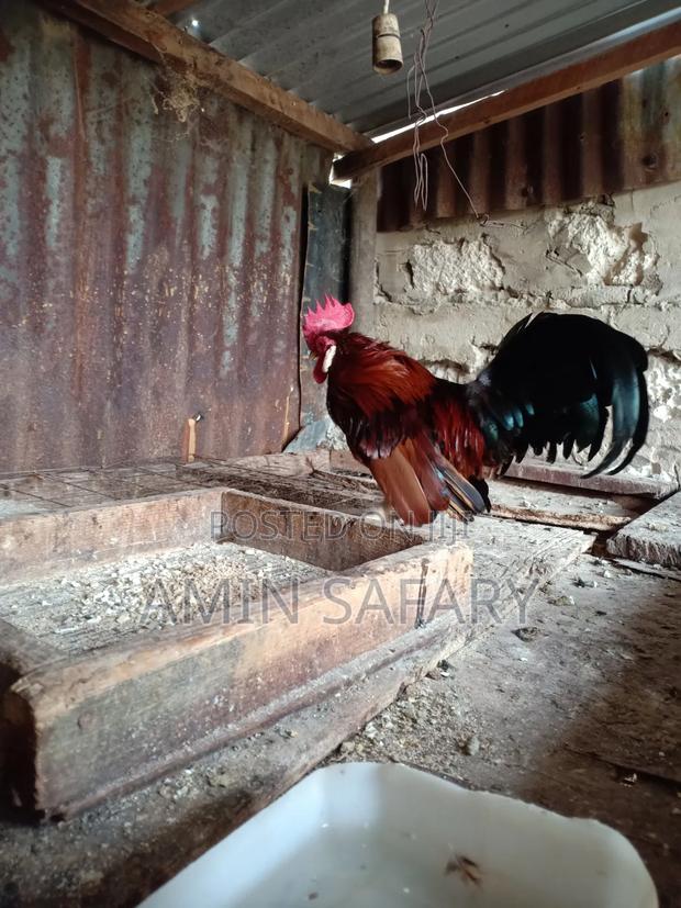 Serema Chicken for Sell - thumbnail 3