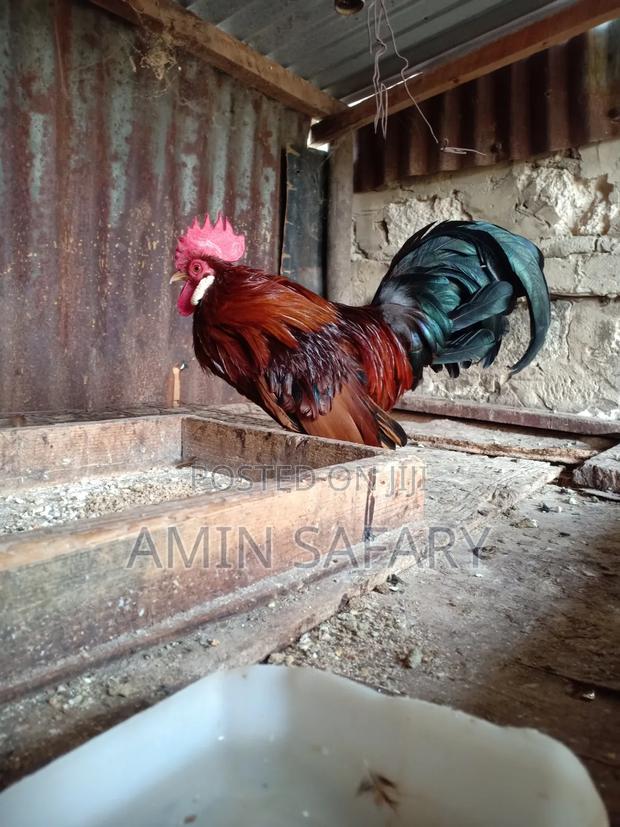 Serema Chicken for Sell - thumbnail 4