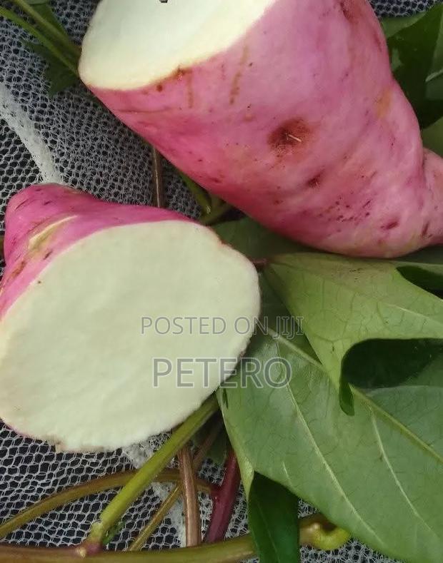 Sweet Potato