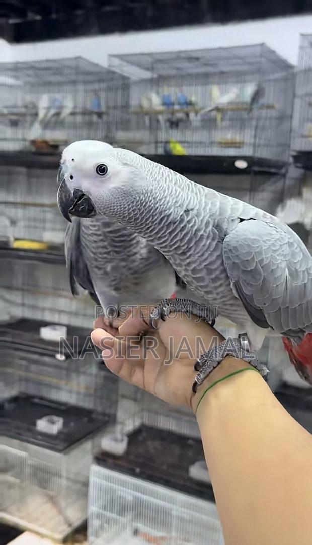 Trained Grey Birds - main view