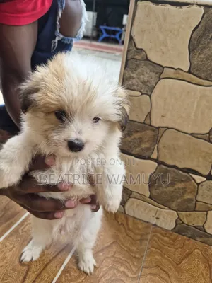 3-6 months Male Mixed Breed Havanese