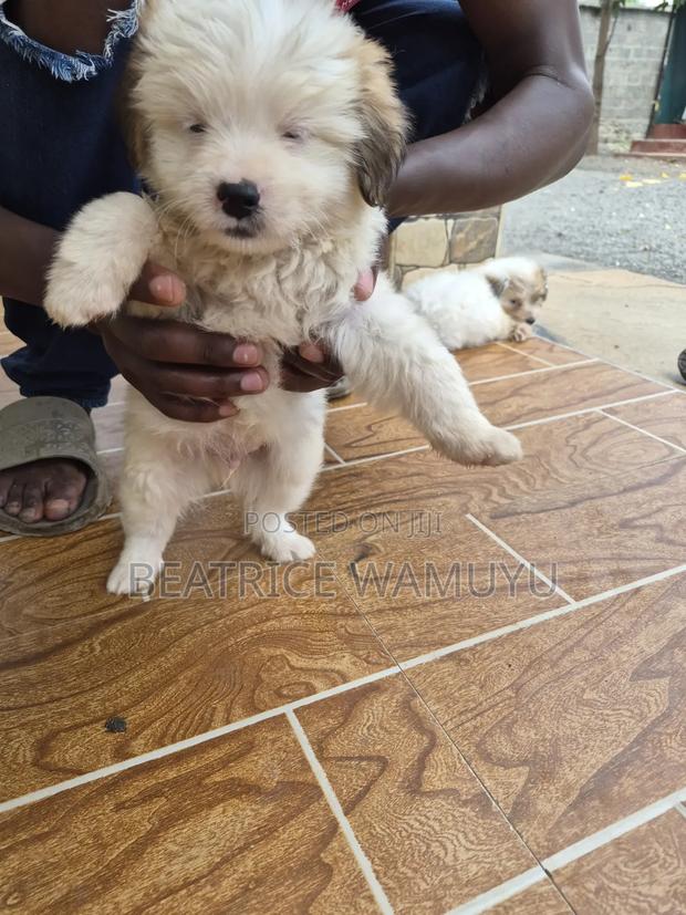 3-6 months Male Mixed Breed Havanese - thumbnail 3